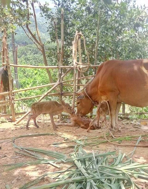 Dân sinh - Quảng Bình: Kỳ lạ bò mẹ một lúc sinh ra 3 con bê đực, dân làng kéo nhau đến xem