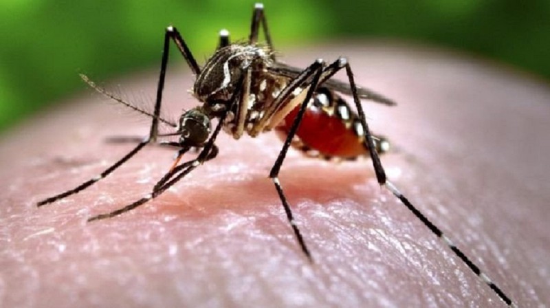 Sức khỏe - Bệnh nhân nhiễm virus Zika tại Đà Nẵng đã khỏi bệnh, chuyên gia đưa ra khuyến cáo