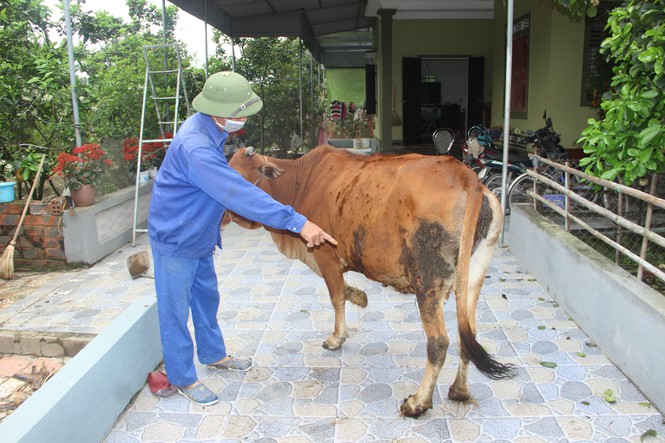 Dân sinh - Xuất hiện bệnh lạ trên gia súc khiến người dân lo lắng