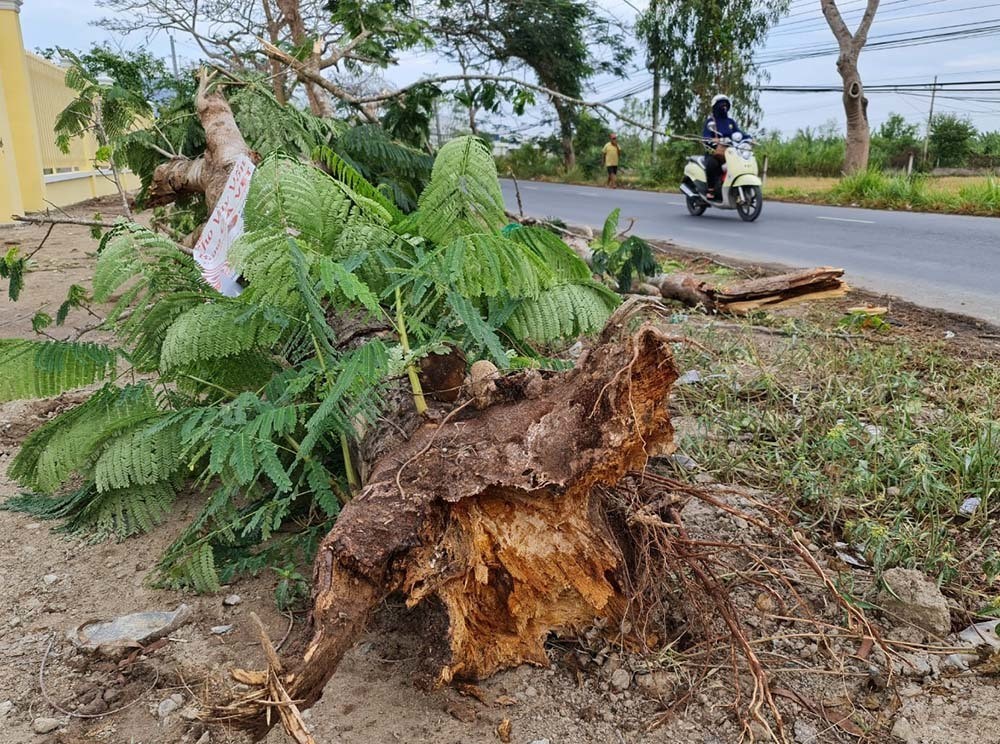 Dân sinh - Thương tâm: Cây phượng còn tươi tốt bật gốc, đè tử vong nữ điều dưỡng