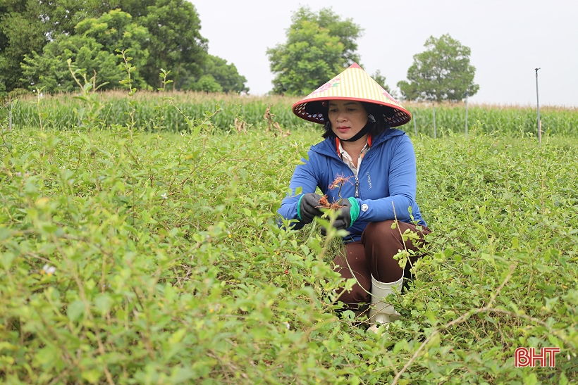 Đời sống - Loài cây mọc hoang nay “lên đời” thành cây dược liệu giúp người trồng kiếm hàng trăm triệu (Hình 2).