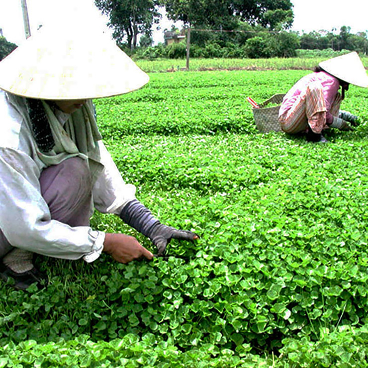Đời sống - Loài cây mọc hoang khắp Việt Nam nay được “nâng tầm” thành thuốc quý chống trầm cảm (Hình 2).