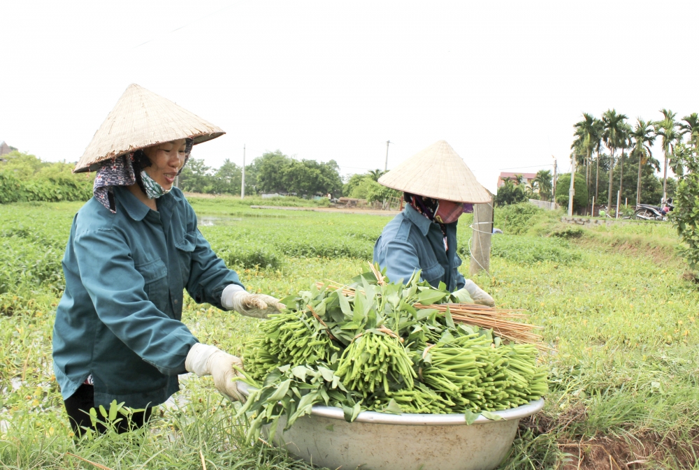 Đời sống - Rau “nhà nghèo” Việt Nam sang Mỹ đắt hơn cả thịt lợn, 515.000 đồng/kg (Hình 3).