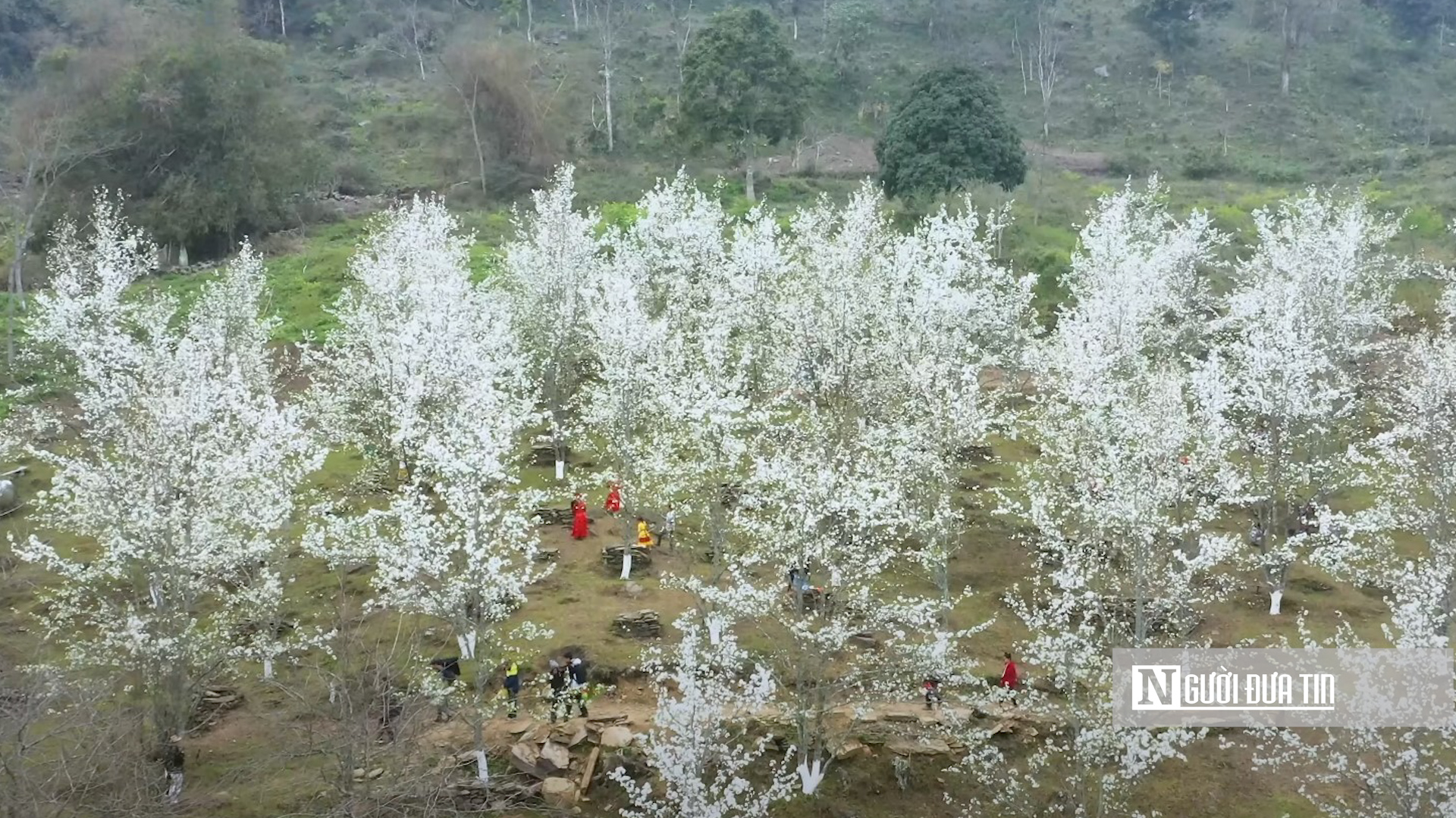 Văn hoá - Hoa lê phủ trắng núi rừng Tuyên Quang