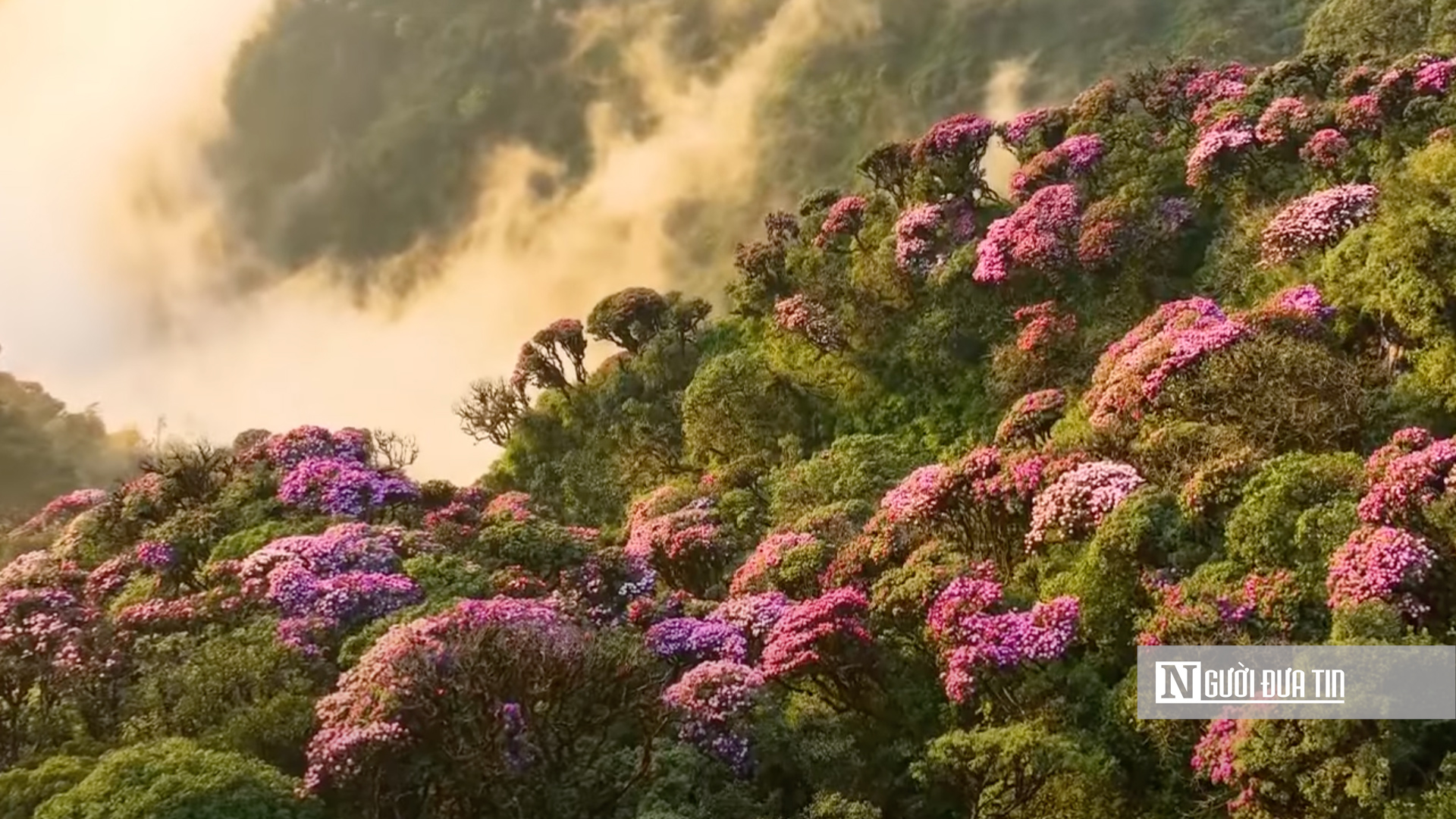 Xã hội - Trekking đỉnh Putaleng ngắm “Nữ hoàng hoa Tây Bắc” (Hình 2).