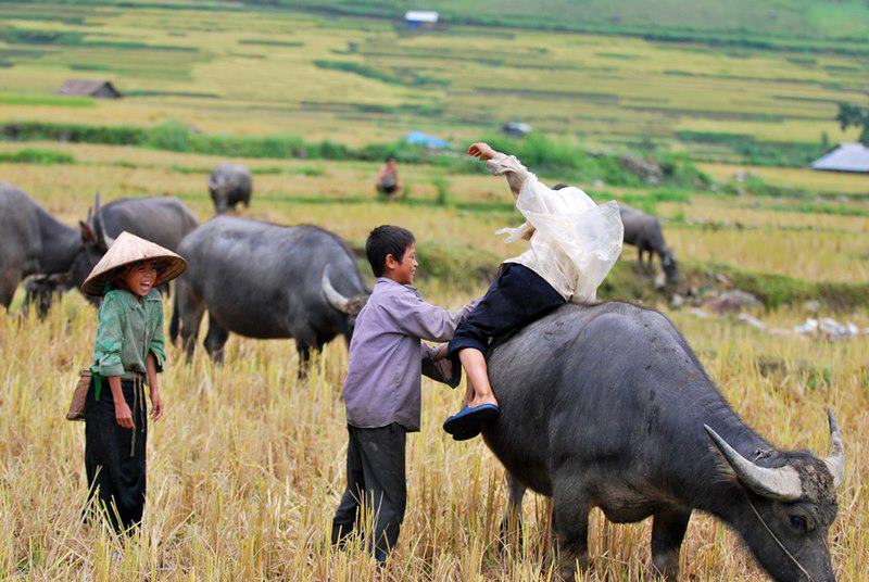 Tâm sự - Giữa phố xá tấp nập tôi bỗng thèm hương vị quê nhà