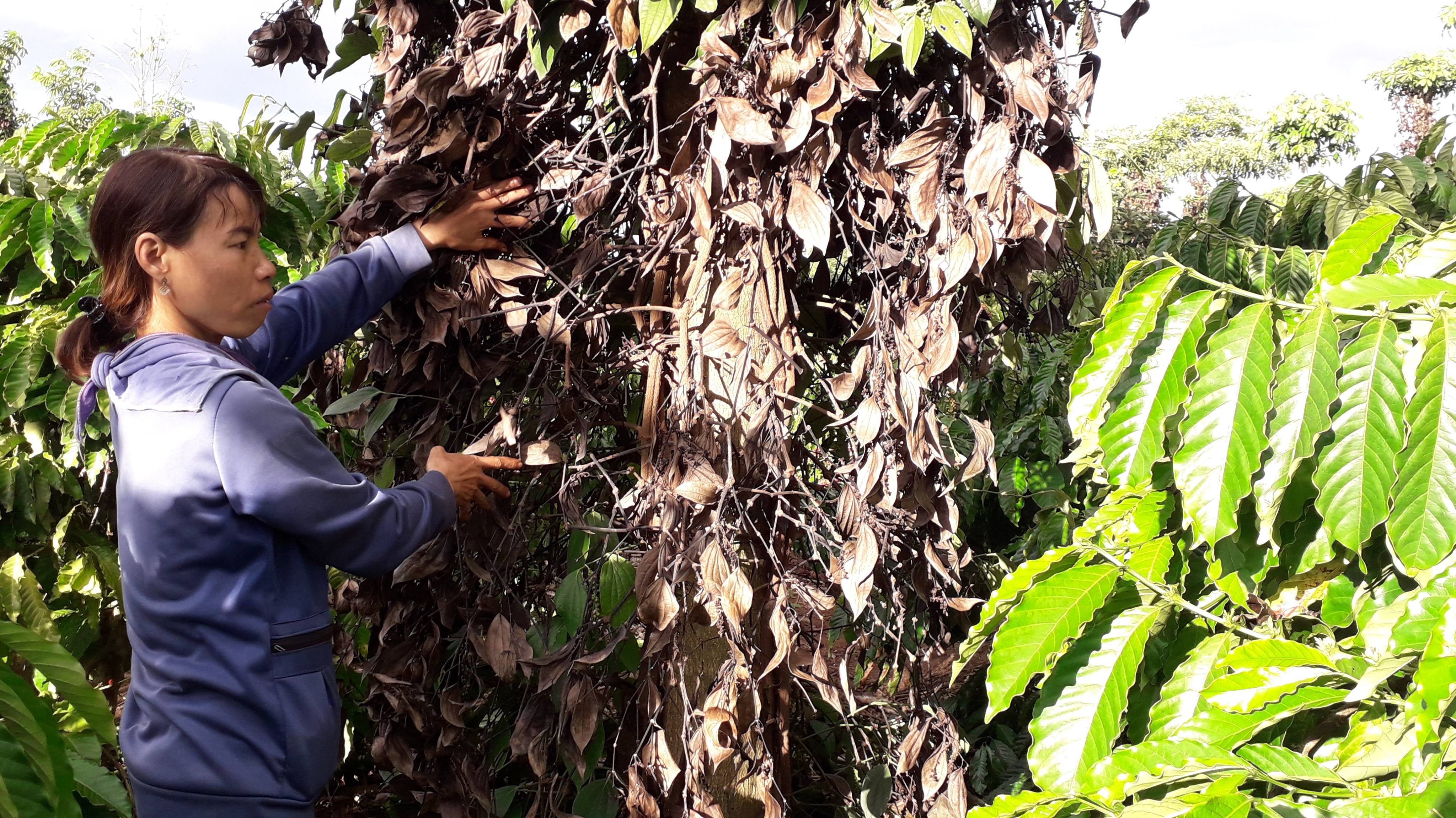 An ninh - Hình sự - Điều tra đối tượng đột nhập, 'bức tử' hàng trăm trụ tiêu của người dân