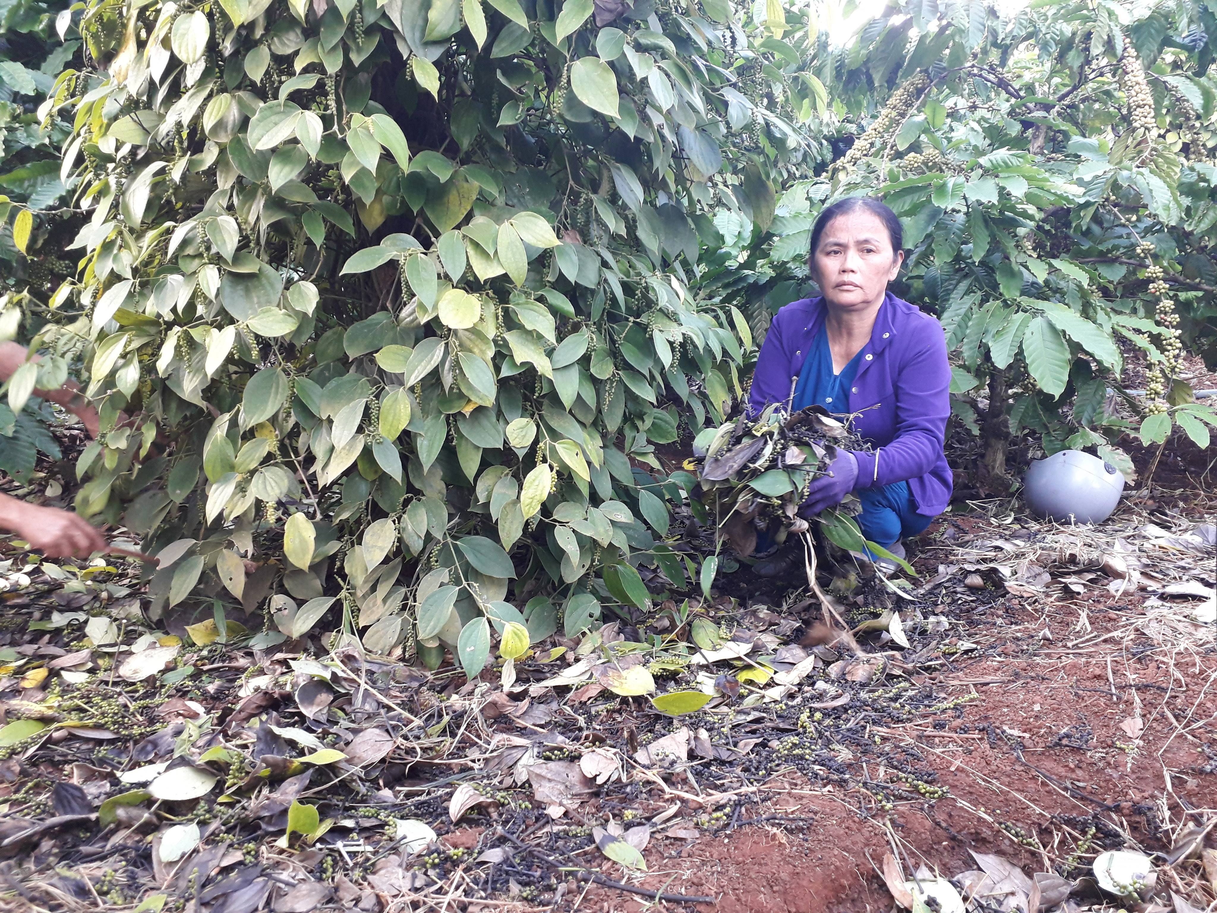 An ninh - Hình sự - Điều tra đối tượng đột nhập, 'bức tử' hàng trăm trụ tiêu của người dân (Hình 2).