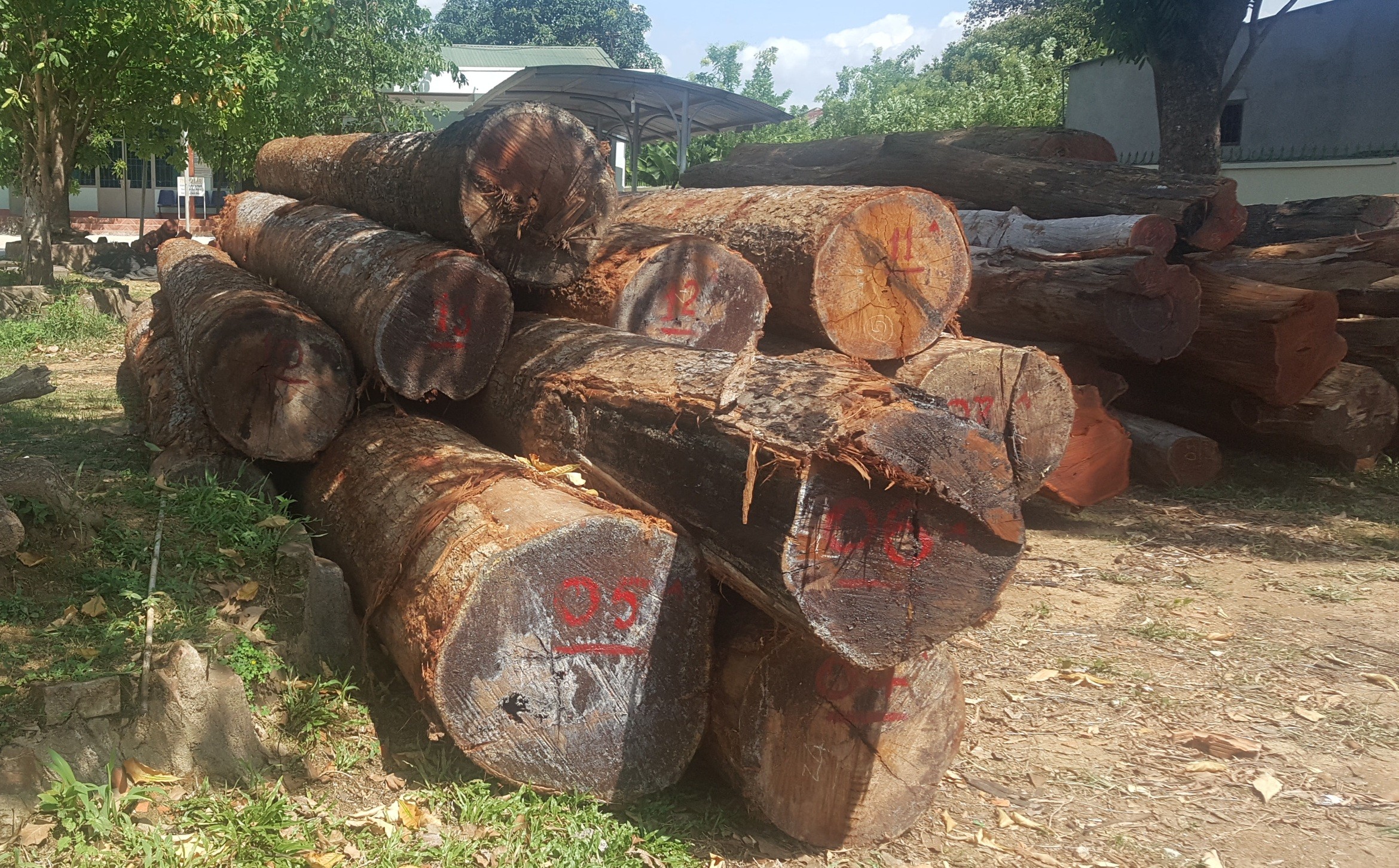 An ninh - Hình sự - Vụ trùm gỗ lậu Phượng 'râu': Bắt thêm một giám đốc doanh nghiệp (Hình 2).