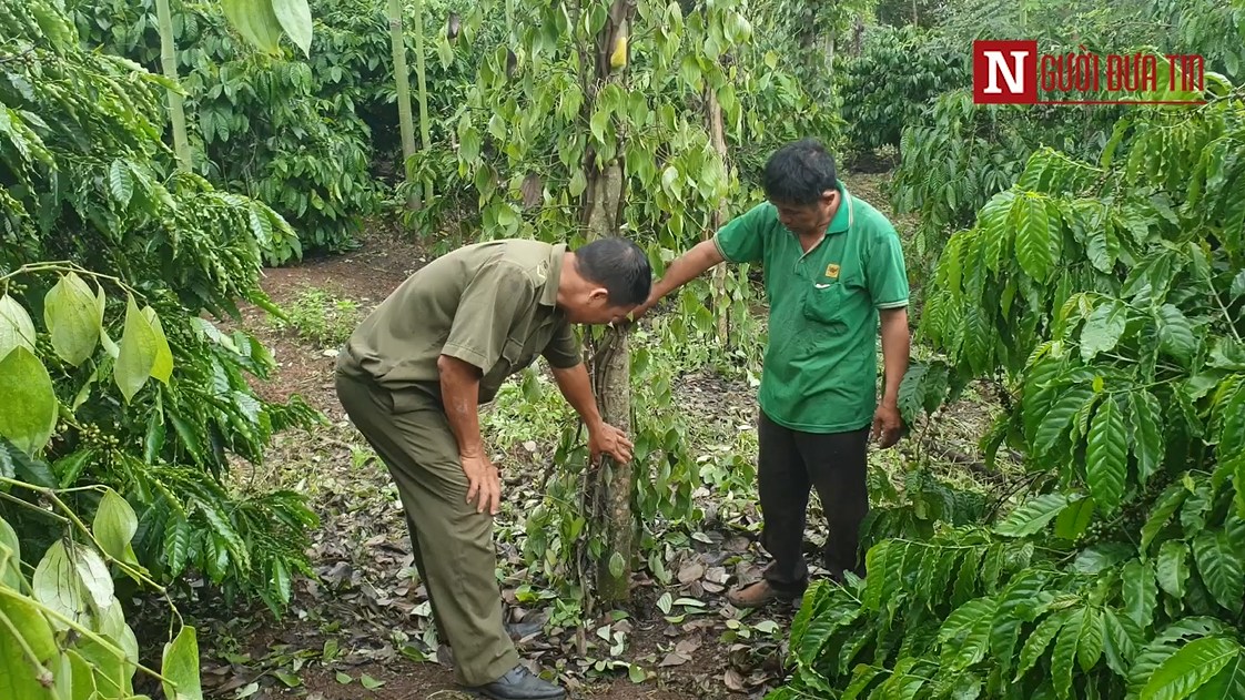 An ninh - Hình sự - Đắk Lắk: Làm rõ vườn tiêu hàng trăm triệu bị kẻ gian bức tử