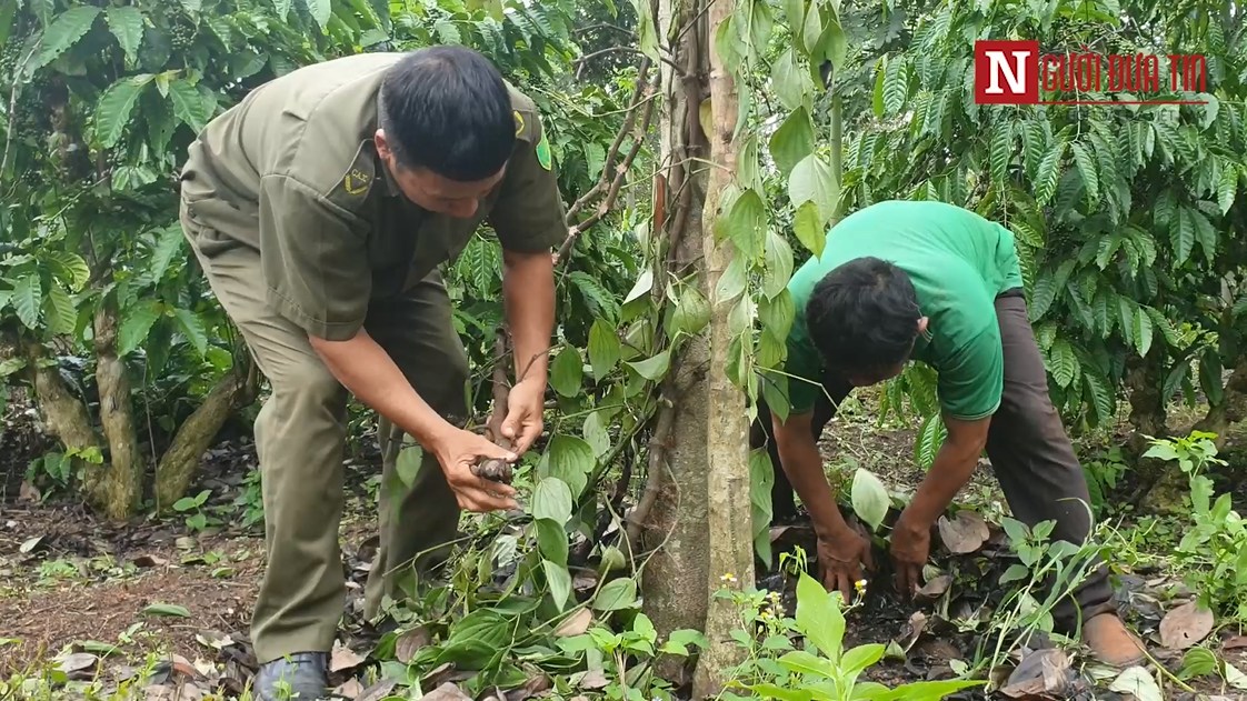 An ninh - Hình sự - Đắk Lắk: Làm rõ vườn tiêu hàng trăm triệu bị kẻ gian bức tử (Hình 2).