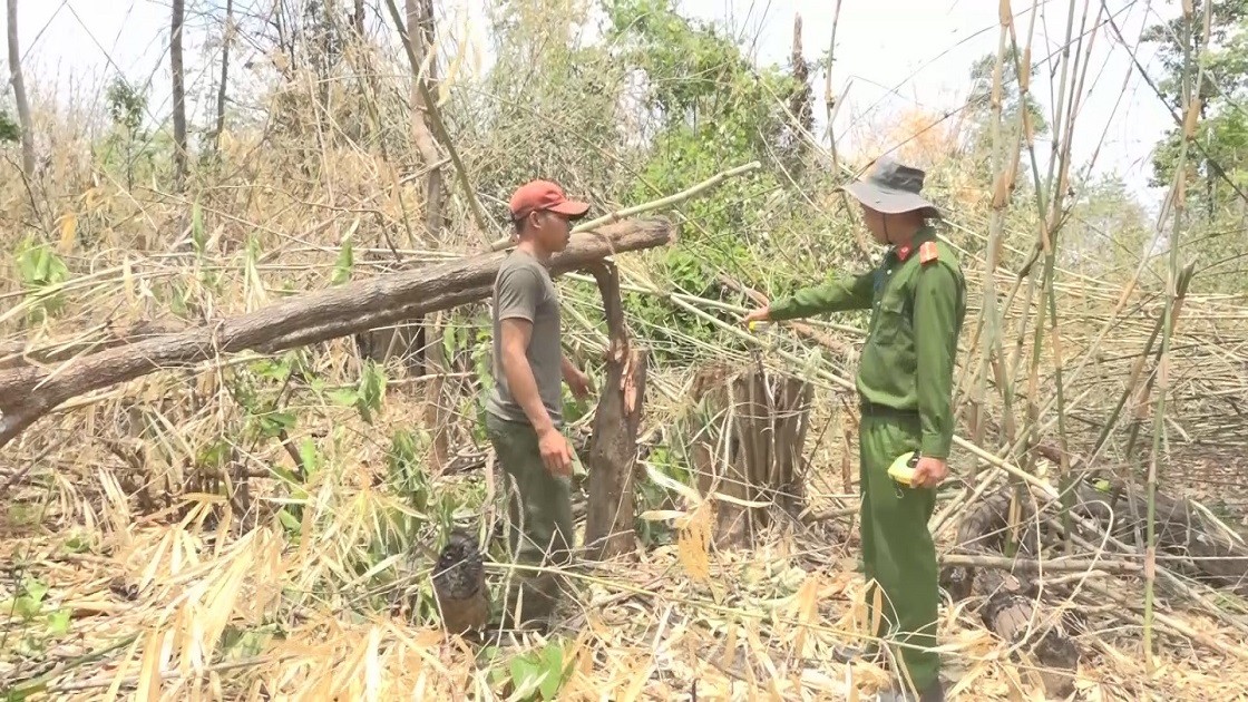 An ninh - Hình sự - Phát hiện hai đối tượng vào rừng chặt cây chiếm đất để sạ lúa