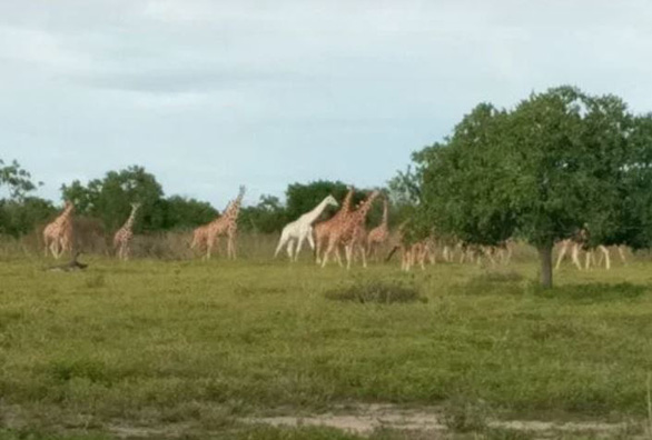 Dân sinh - Phát hiện hươu cao cổ lông trắng cực quý hiếm tại Kenya