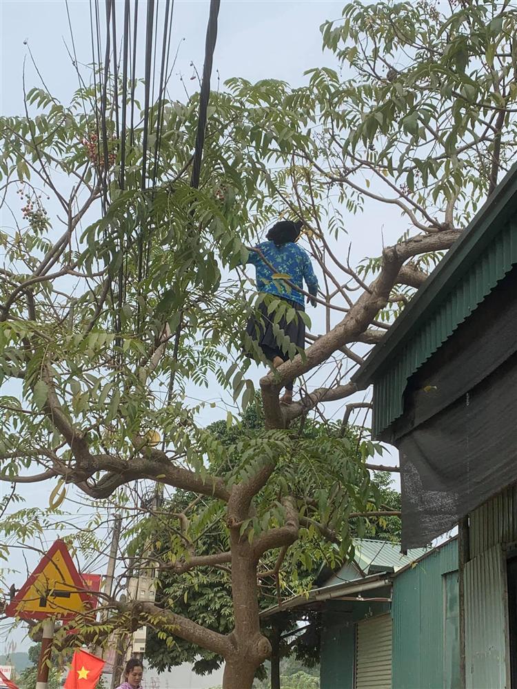 Cộng đồng mạng - Cụ bà hái quả nhanh như sóc, biết số tuổi nhiều người càng bất ngờ