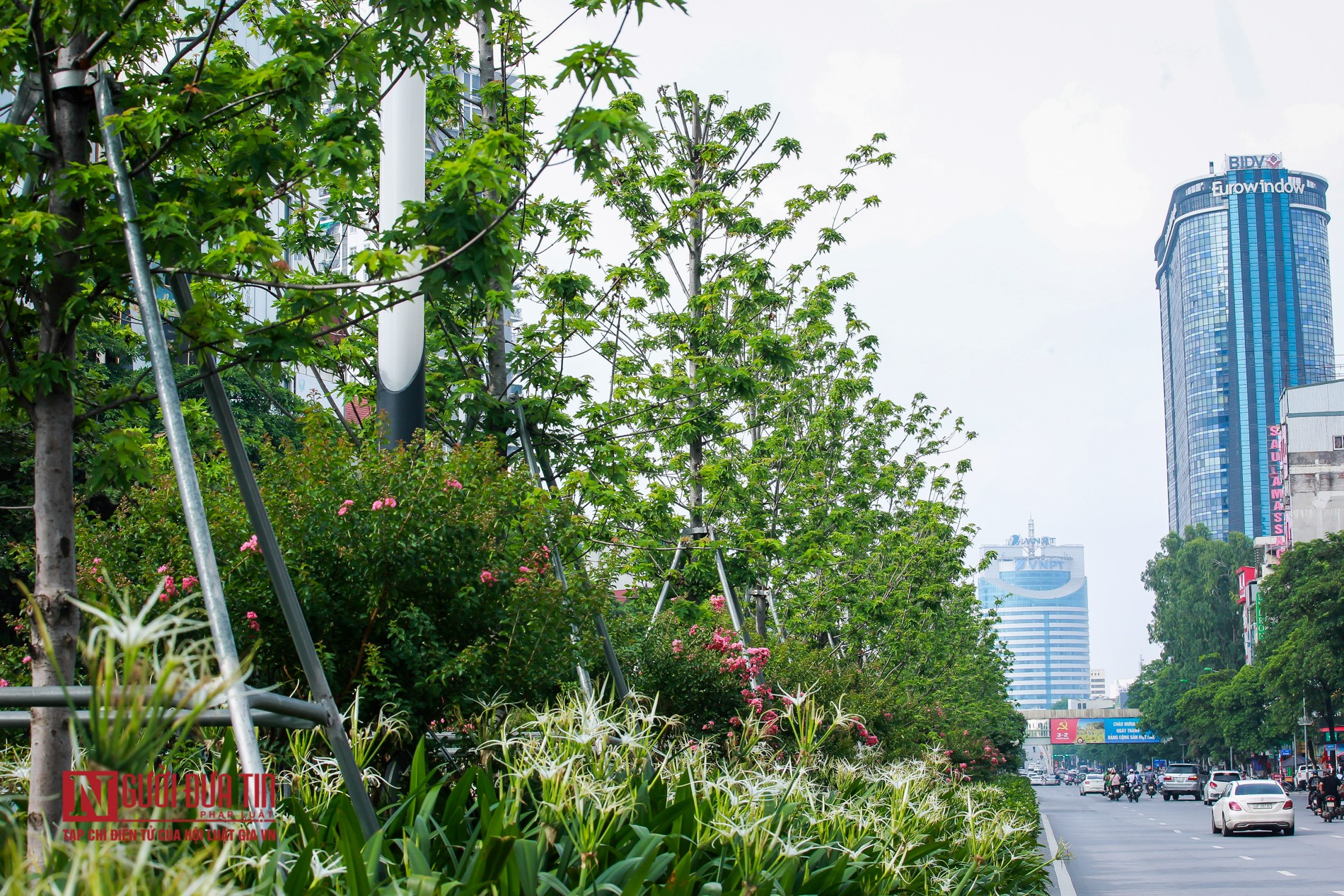 Xã hội - Vì sao Hà Nội bỏ toàn bộ cây phong lá đỏ trên đường Nguyễn Chí Thanh?