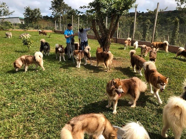 Xã hội - Chàng trai bán hàng rong thành tỷ phú nhờ nuôi chó trên đất cao nguyên (Hình 2).