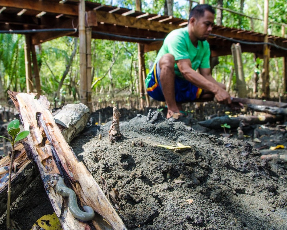 Đời sống - Khiếp vía với món sâu gỗ nhầy nhụa ăn sống của Philippines (Hình 8).