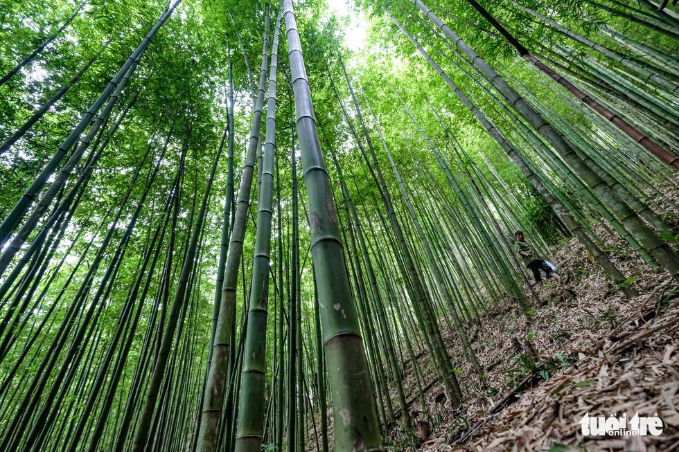 Đời sống -  Mê mẩn ngắm nhìn rừng trúc đẹp như phim kiếm hiệp ở Mù Cang Chải (Hình 2).