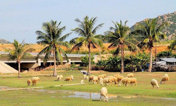 Đời sống - Tảng đá xếp chồng chênh vênh như sắp rơi ở Mũi Dinh (Hình 5).