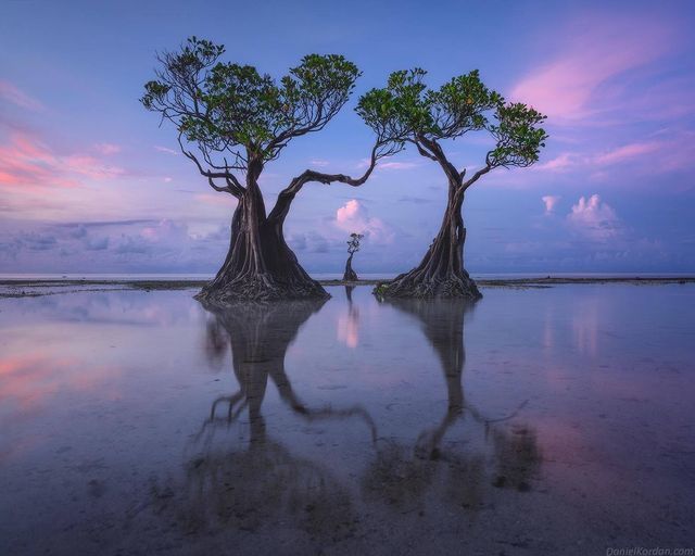 Đời sống - Những cái cây 'nhảy múa' độc đáo ở Indonesia 