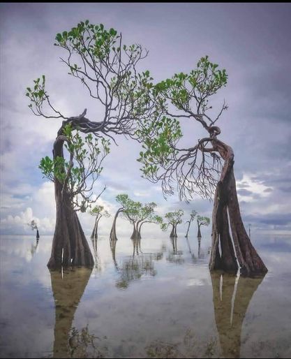 Đời sống - Những cái cây 'nhảy múa' độc đáo ở Indonesia  (Hình 6).