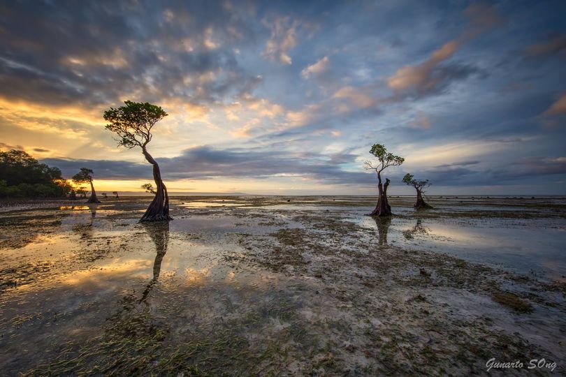 Đời sống - Những cái cây 'nhảy múa' độc đáo ở Indonesia  (Hình 5).