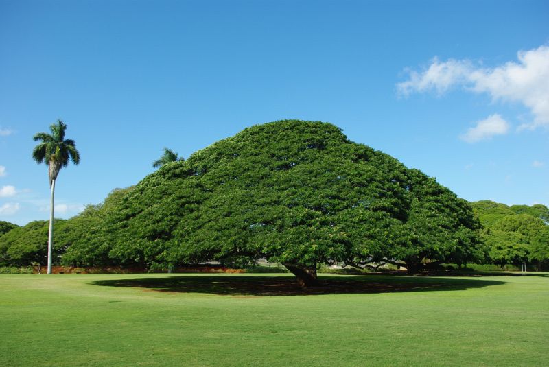 Đời sống - Cây khổng lồ trăm tuổi 'hái ra tiền' ở Hawaii