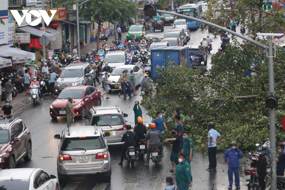 Xã hội - Tp.HCM: Cây cổ thụ cao khoảng 15m bất ngờ bật gốc, đè trúng 2 ô tô con (Hình 3).