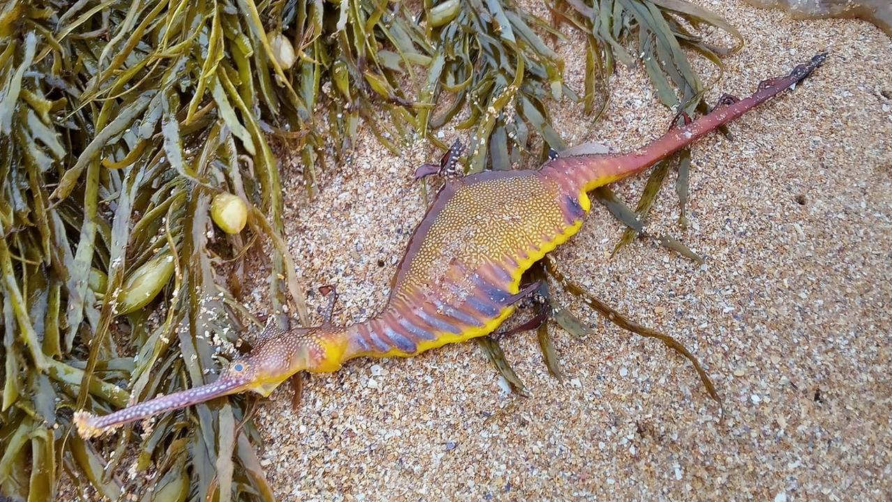 Đời sống - Hàng chục sinh vật lạ nhiều màu sắc dạt vào bãi biển sau đợt mưa lớn (Hình 2).