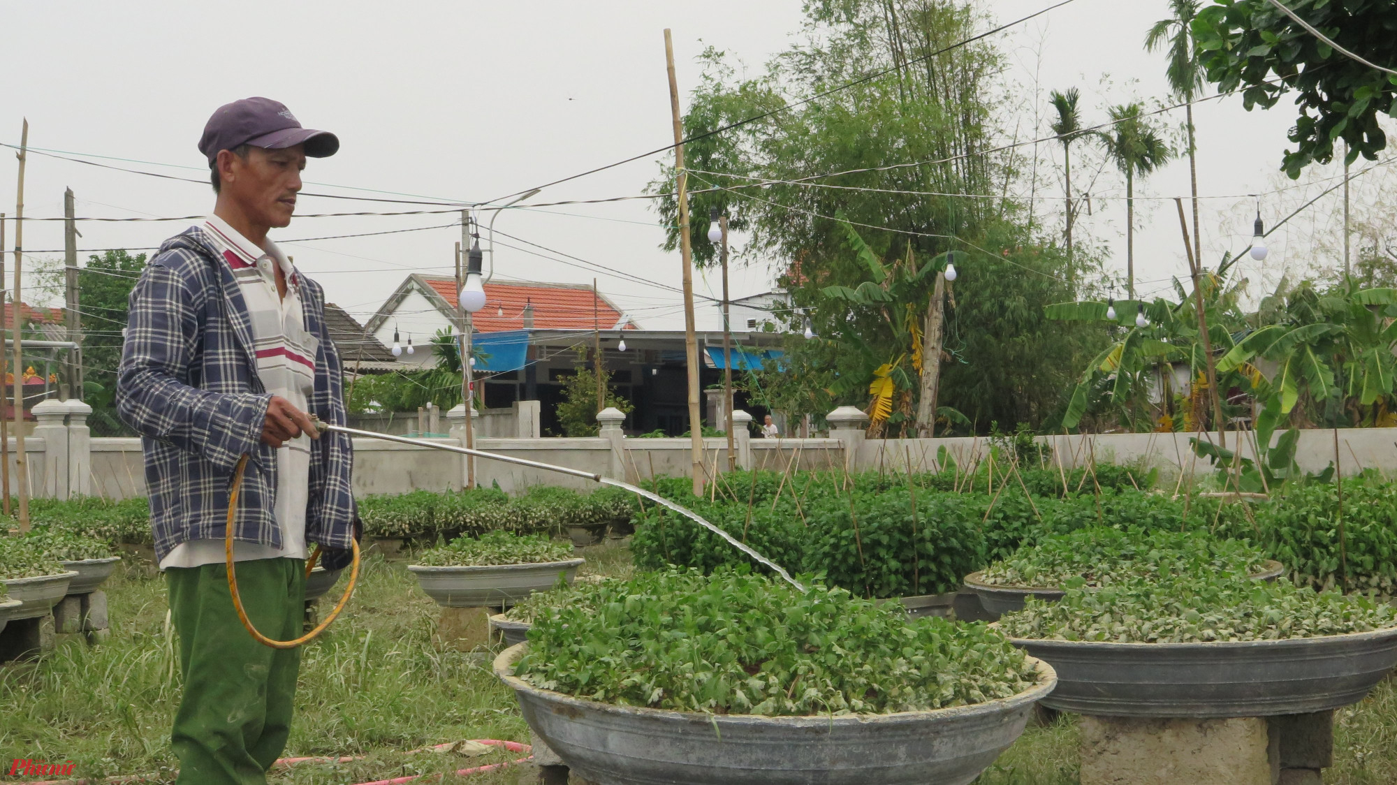 Kinh tế - Thừa Thiên-Huế: Nhiều nông dân trồng hoa Tết có nguy cơ trắng tay