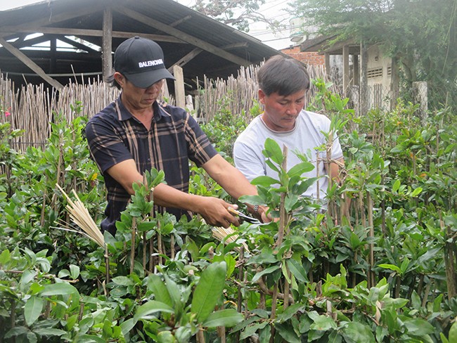 Kinh tế - Bình Định: Mai vàng nở sớm bất thường, người trồng lo mất Tết  (Hình 2).