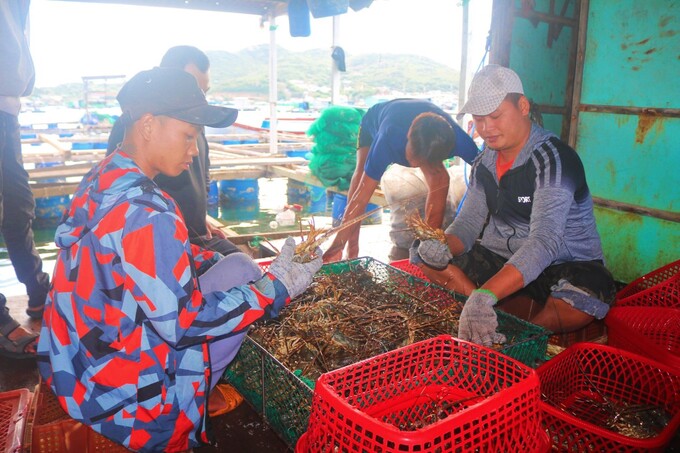 Kinh tế - Khánh Hòa: Kỳ vọng từ xuất khẩu tôm hùm và giải pháp phát triển bền vững