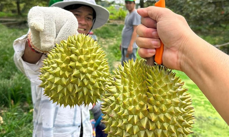 Kinh tế - Từ giáp Tết Nguyên đán đến nay, sầu riêng sốt giá chưa từng có