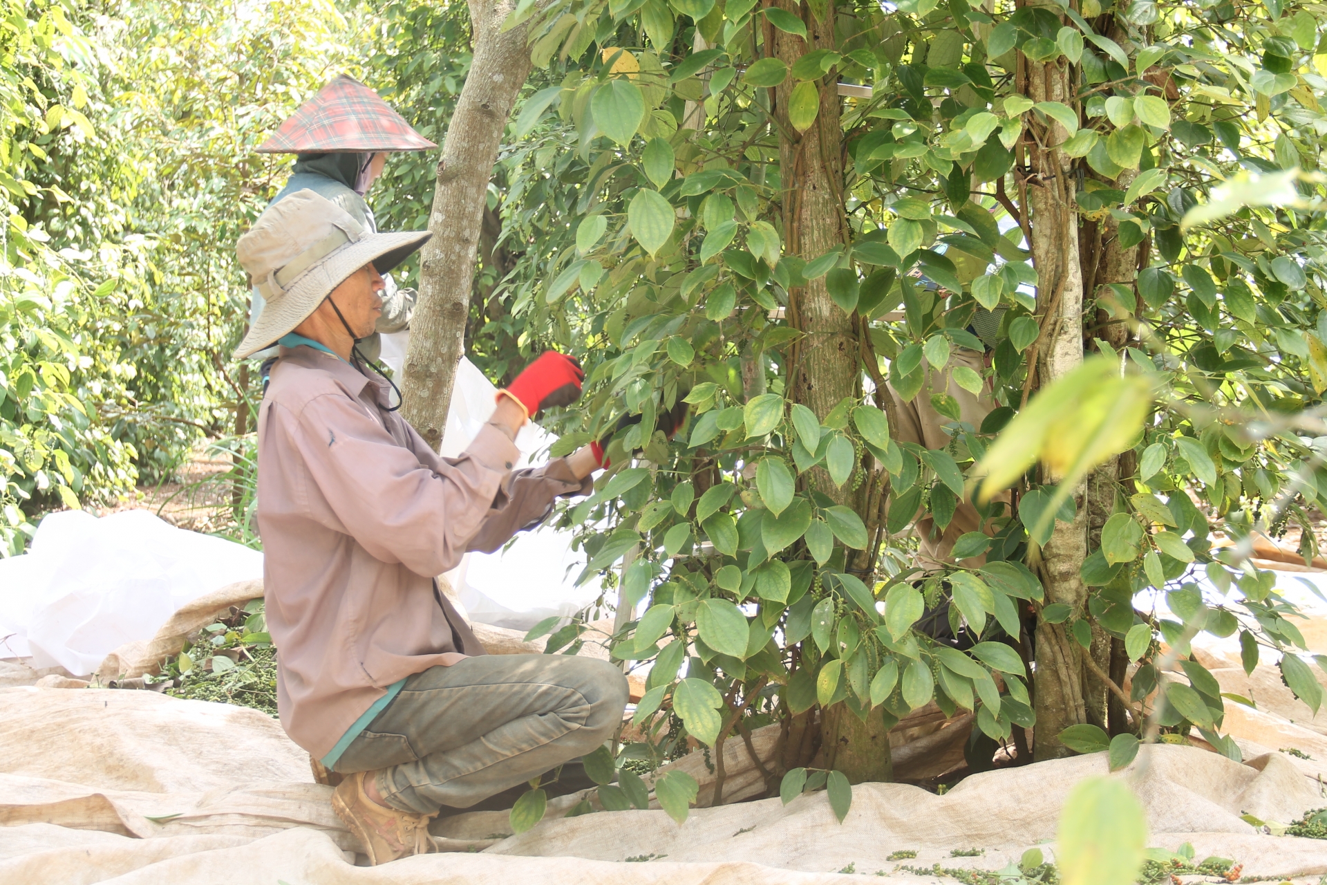 Kinh tế - Đắk Lắk: Phát triển bền vững cây hồ tiêu 