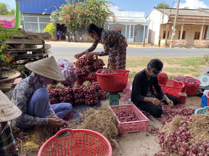 Kinh tế - Vì sao hành tỏi Việt 'thua' ngay trên sân nhà?