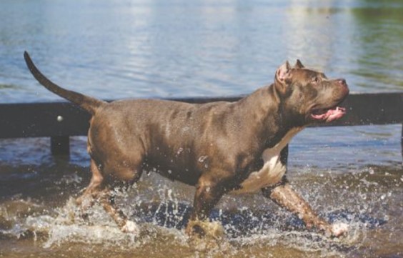 Đời sống - Chó Pitbull nguy hiểm thế nào mà nhiều nước cấm nuôi?