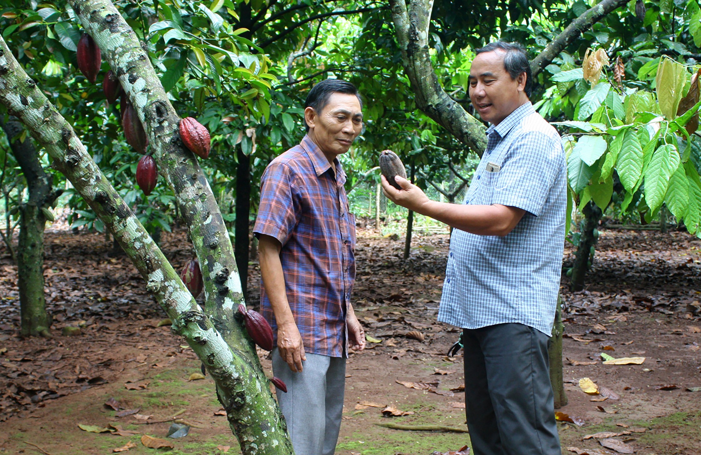 Kinh tế - Bà Rịa-Vũng Tàu: Tăng cường mở rộng diện tích trồng cây cacao