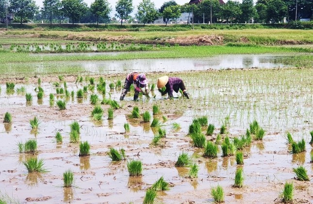 Kinh tế - Giá phân bón giảm, nông dân hứng khởi vào vụ mới