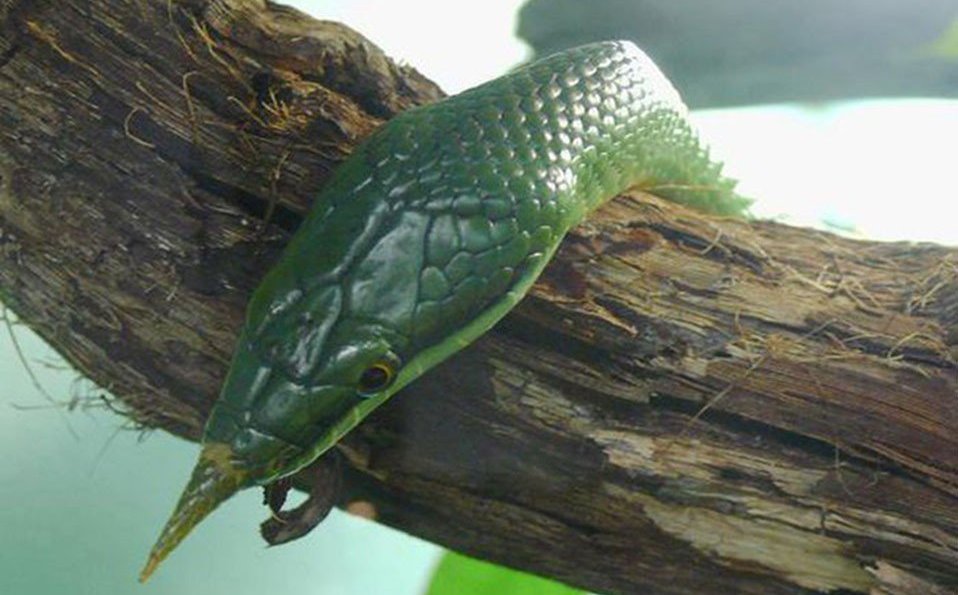 Đời sống - Điều ít biết về loài rắn mọc 'sừng' ở mũi độc nhất vô nhị ở Việt Nam