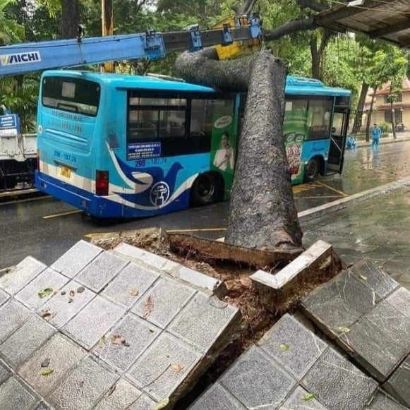 Xã hội - Cây cổ thụ đổ đè trúng xe buýt ở Hà Nội (Hình 3).