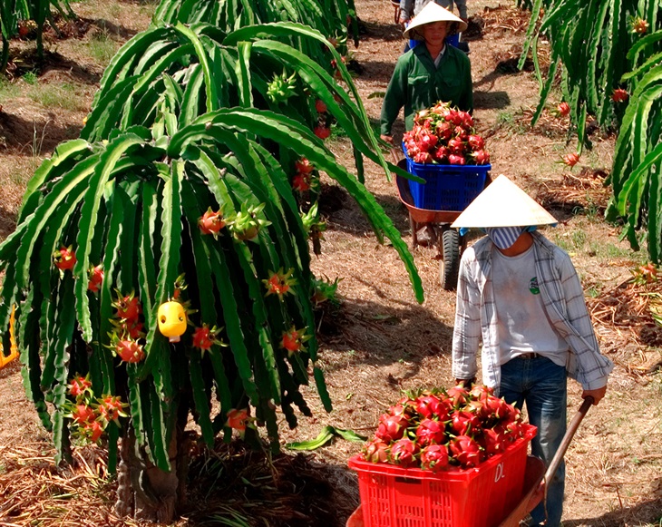 Kinh tế - Trái thanh long Bình Thuận có thêm lợi thế cạnh tranh khi xuất khẩu