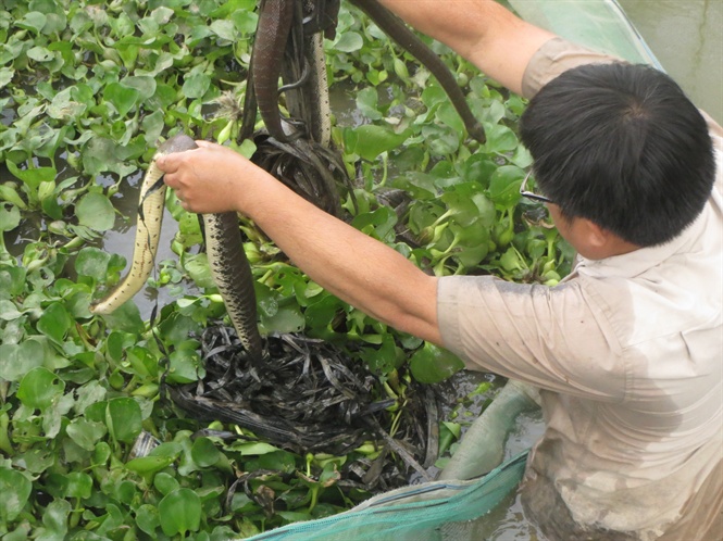 Đời sống - Cô gái trẻ thu lãi đến 800 triệu đồng/năm nhờ nuôi loài vật này  (Hình 4).