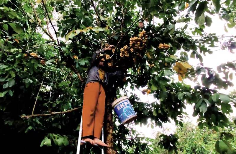 Kinh tế - Quảng Nam: Nhiều nông dân phấn khởi vì lòn bon được mùa, được giá