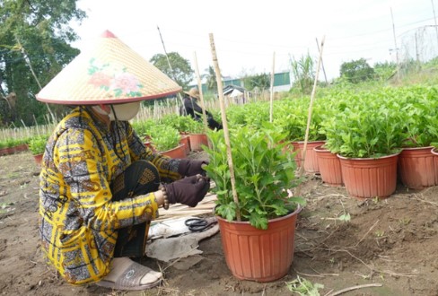 Kinh tế - Trà Vinh:Nông dân tất bật xuống giống hoa kiểng phục vụ thị trường Tết (Hình 2).