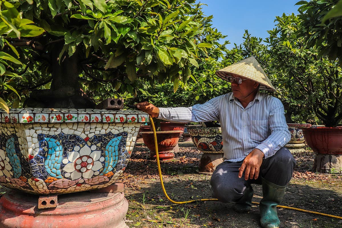 Kinh tế - Hoa bung nở sớm, người trồng mai thấp thỏm lo mất Tết