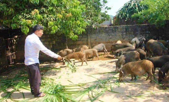 Đời sống - Anh nông dân “đếm tiền mỏi tay” nhờ nuôi lợn theo chế độ ăn “đặc biệt”