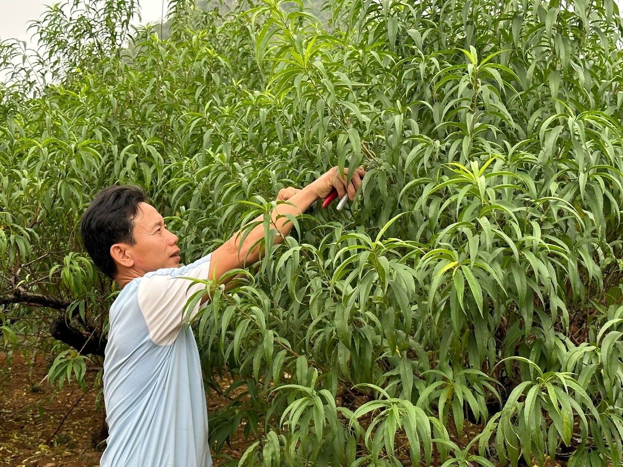 Xã hội - Người dân “thủ phủ” đào phai hối hả “xuống lá” vào vụ Tết Giáp Thìn (Hình 2).