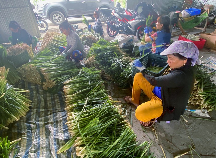 Đời sống - Anh nông dân kiếm bộn tiền nhờ trồng loại cây mọc 'ngoài bờ ngoài bụi' (Hình 3).