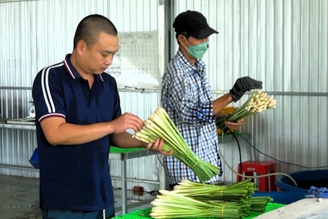 Đời sống - Anh nông dân kiếm bộn tiền nhờ trồng loại cây mọc 'ngoài bờ ngoài bụi' (Hình 2).