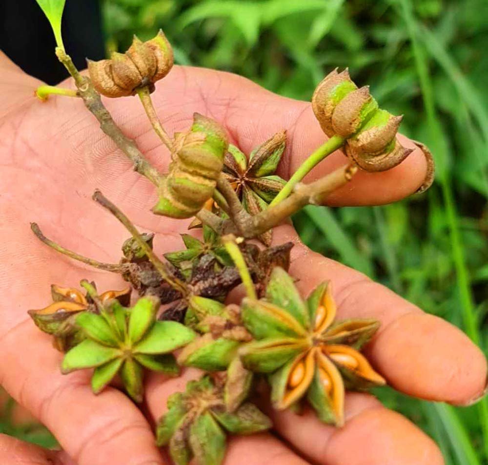 Kinh tế - Loại hoa nghìn tỷ nhiều nước trên thế giới “săn lùng”, Việt Nam trồng bạt ngàn (Hình 2).
